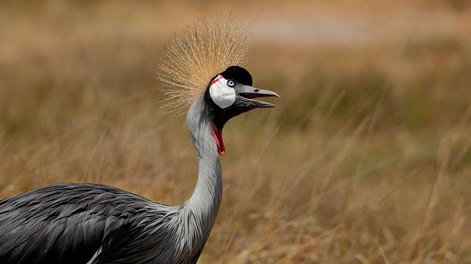 Grey crowned crane with golden crest on the Amboseli savanna