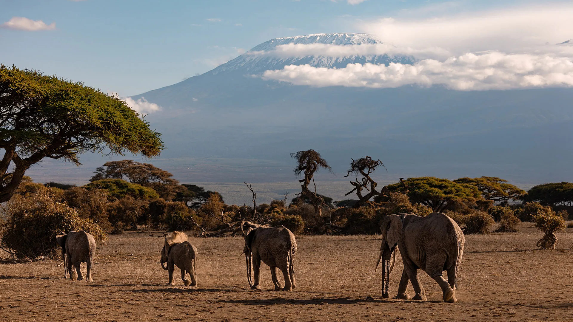 Elephants on the Amboseli plains with Mount Kilimanjaro in the distance
