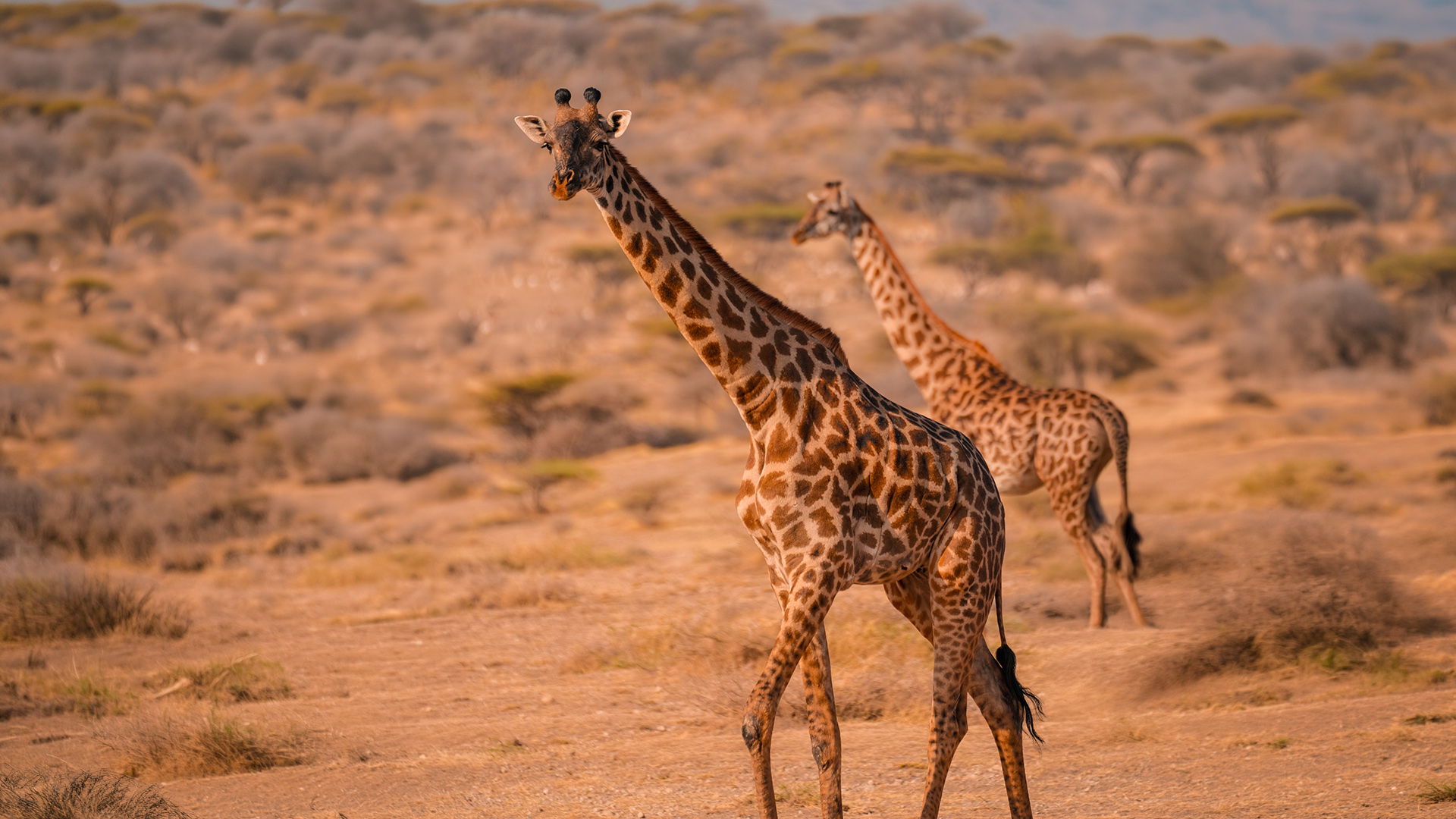 Giraffes walking through golden light on the Amboseli savanna