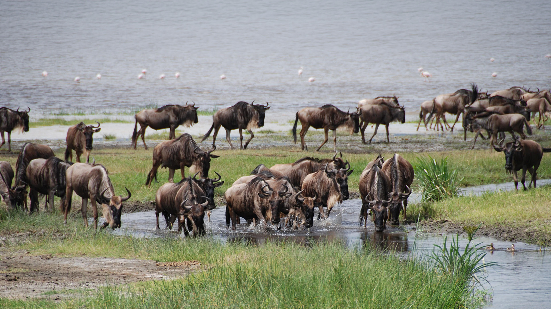 Wildebeest herd crossing a stream in Amboseli with flamingos on the lake beyond