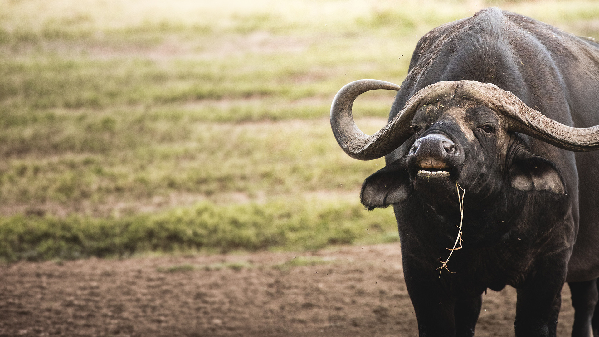 African buffalo on the grassy plains of Amboseli National Park