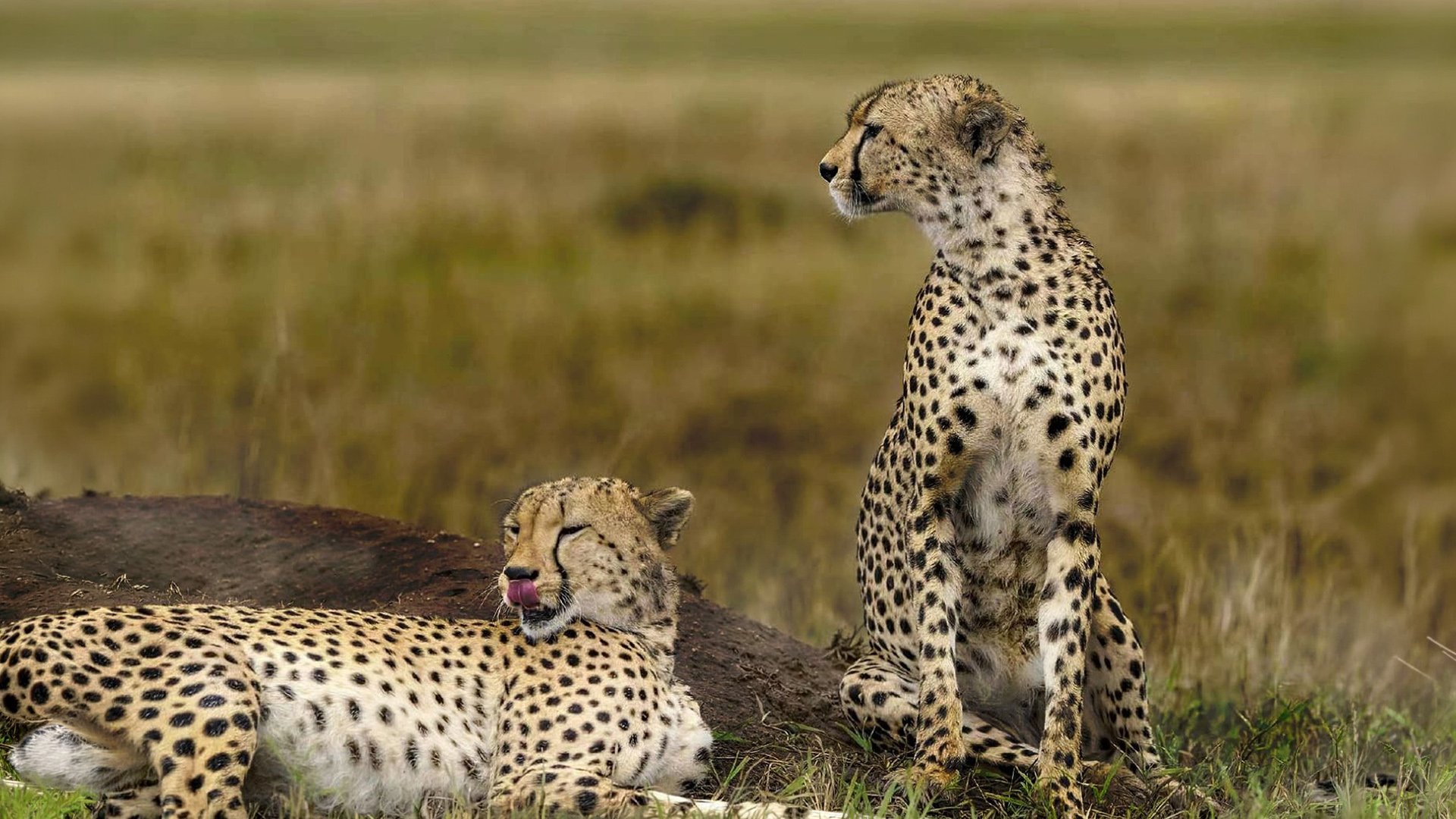 Two cheetahs resting on a grassy mound in Amboseli National Park