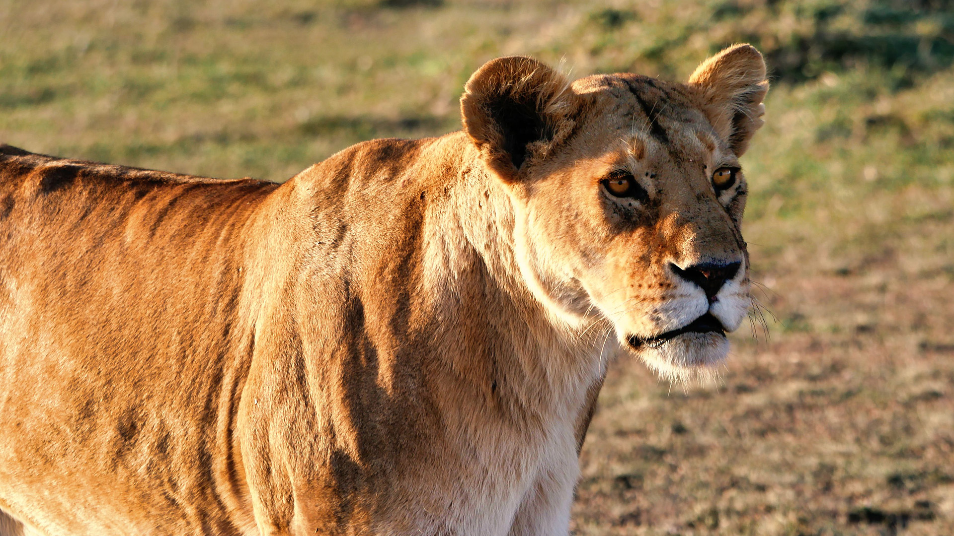 Lioness in golden light on the Amboseli savanna