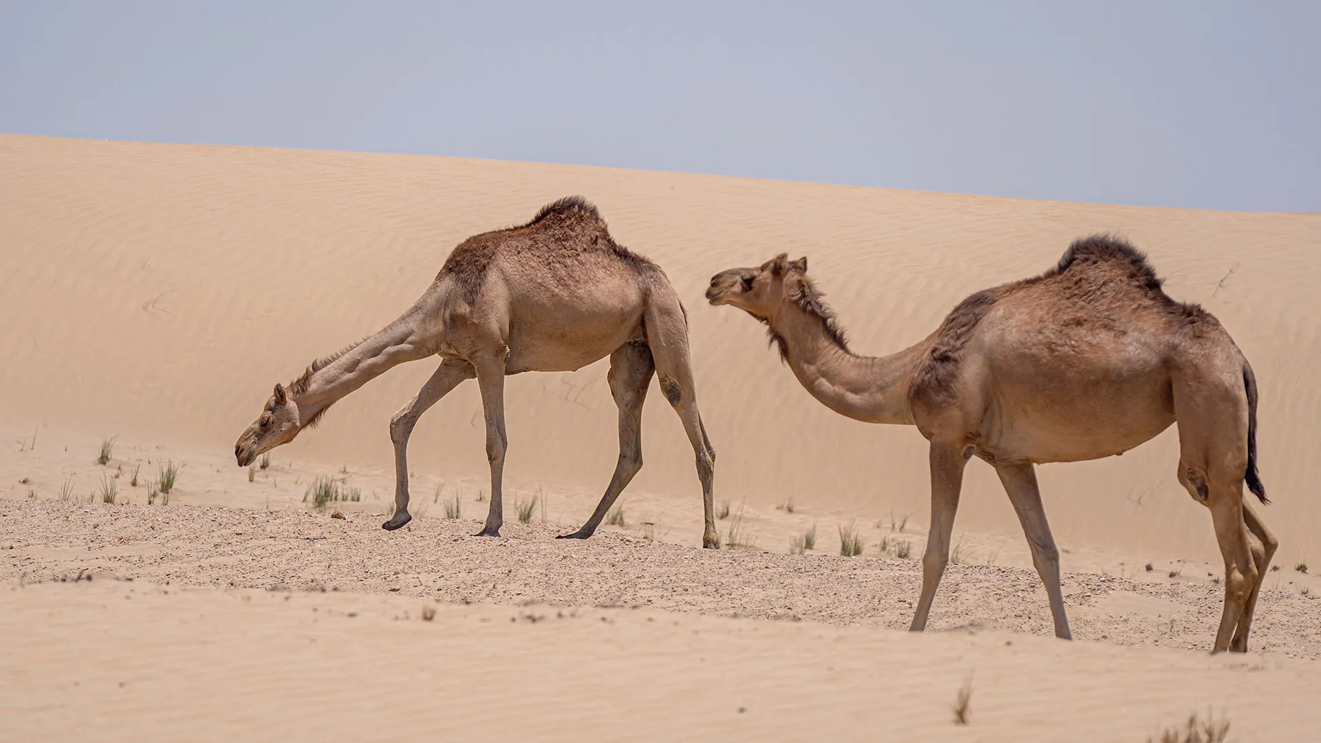 Two camels walking across golden sand dunes in the Dubai desert