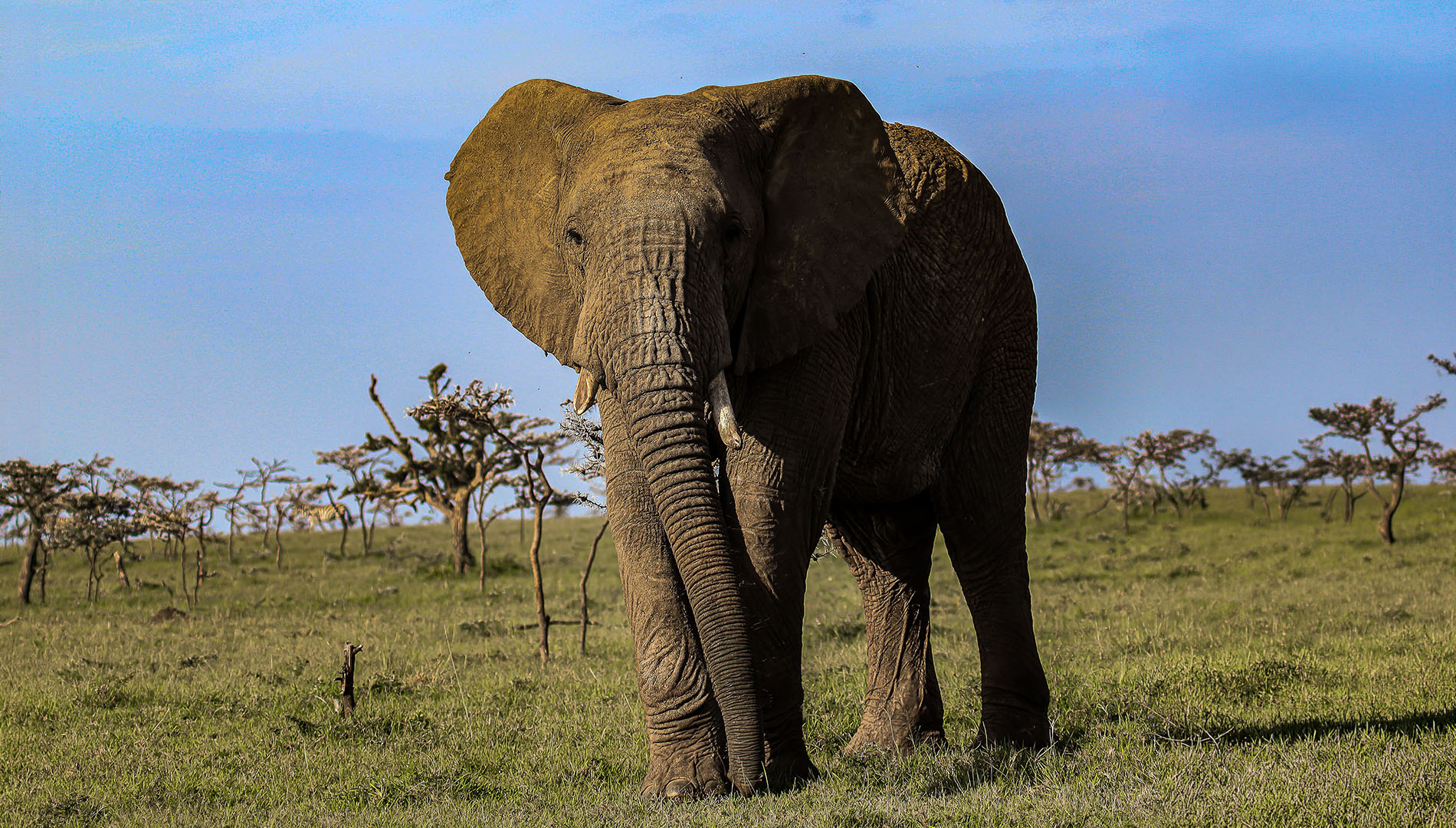 African elephant standing on the open savanna of the Maasai Mara