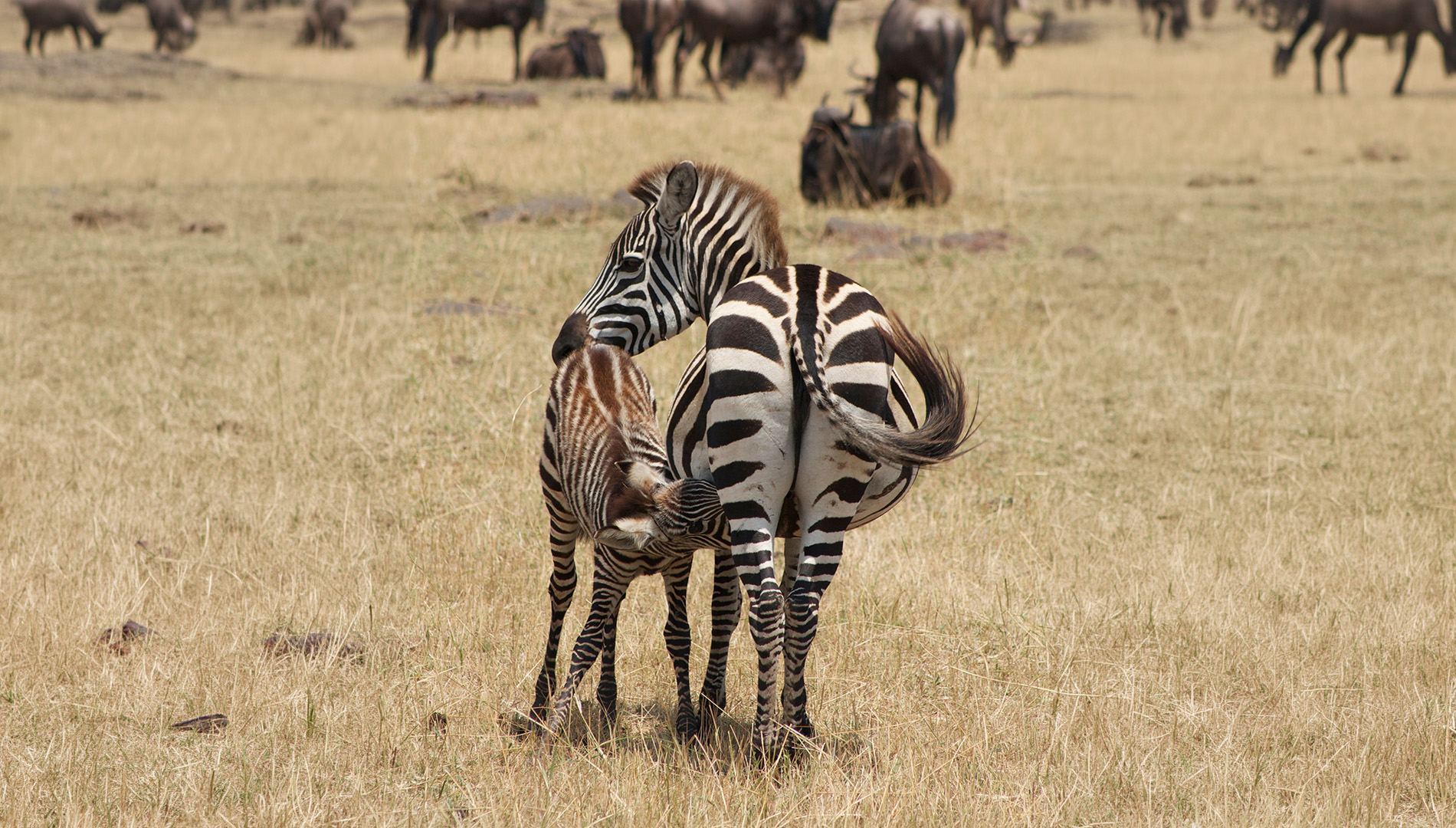 Zebra mother and foal on the Maasai Mara savanna