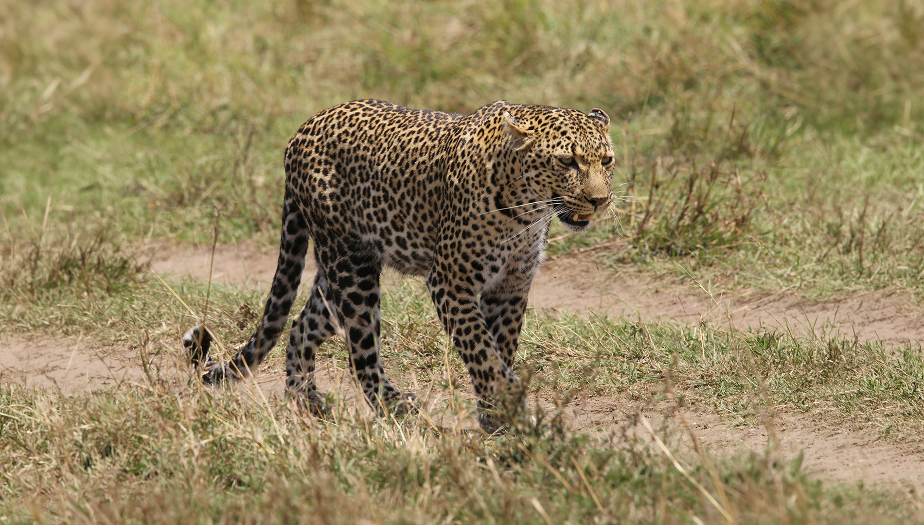 Leopard walking across the Maasai Mara savanna