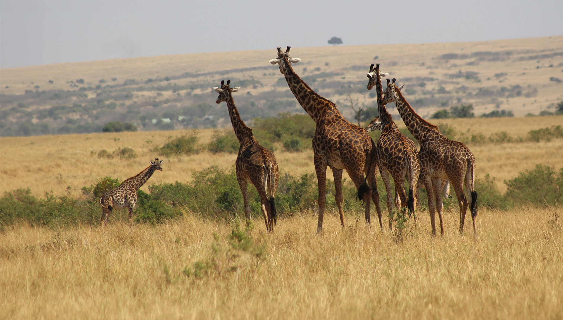 Giraffes gathered on the golden savanna of the Maasai Mara