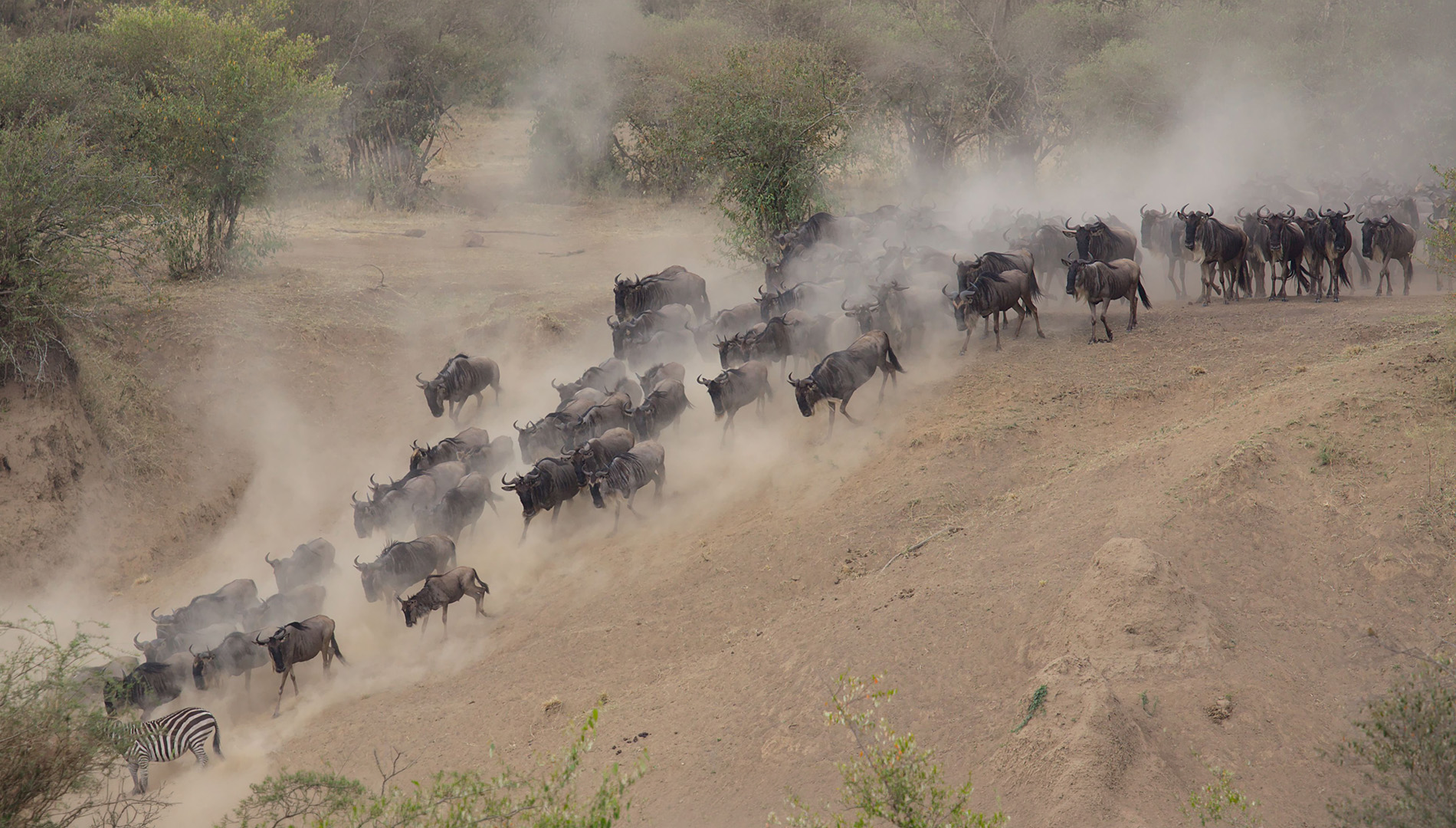 Wildebeest herd charging down a dusty embankment during the Great Migration in the Maasai Mara