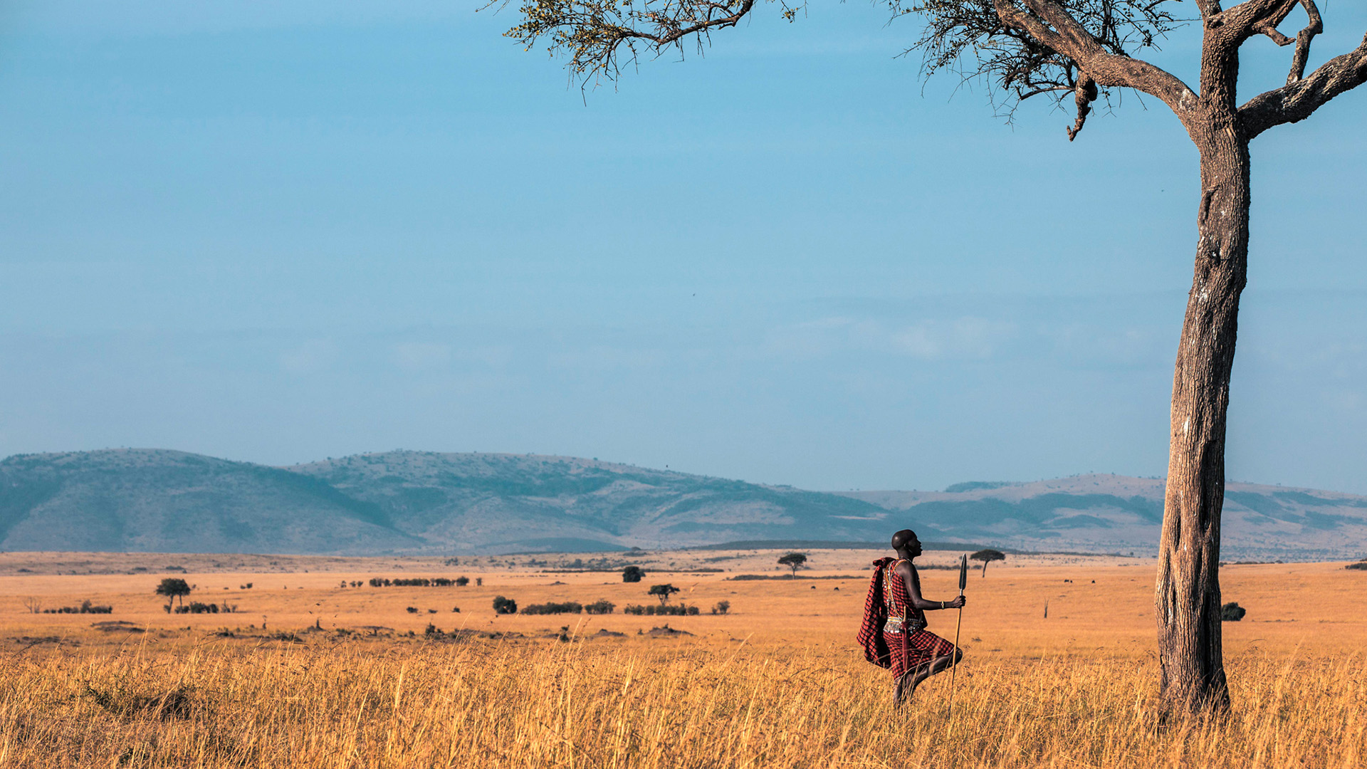 Maasai warrior in a red shuka holding a spear beside an acacia tree on the Masai Mara plains