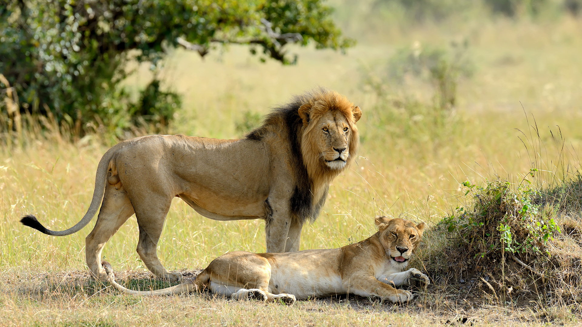 Male lion with a dark mane standing beside a resting lioness on the Masai Mara savanna