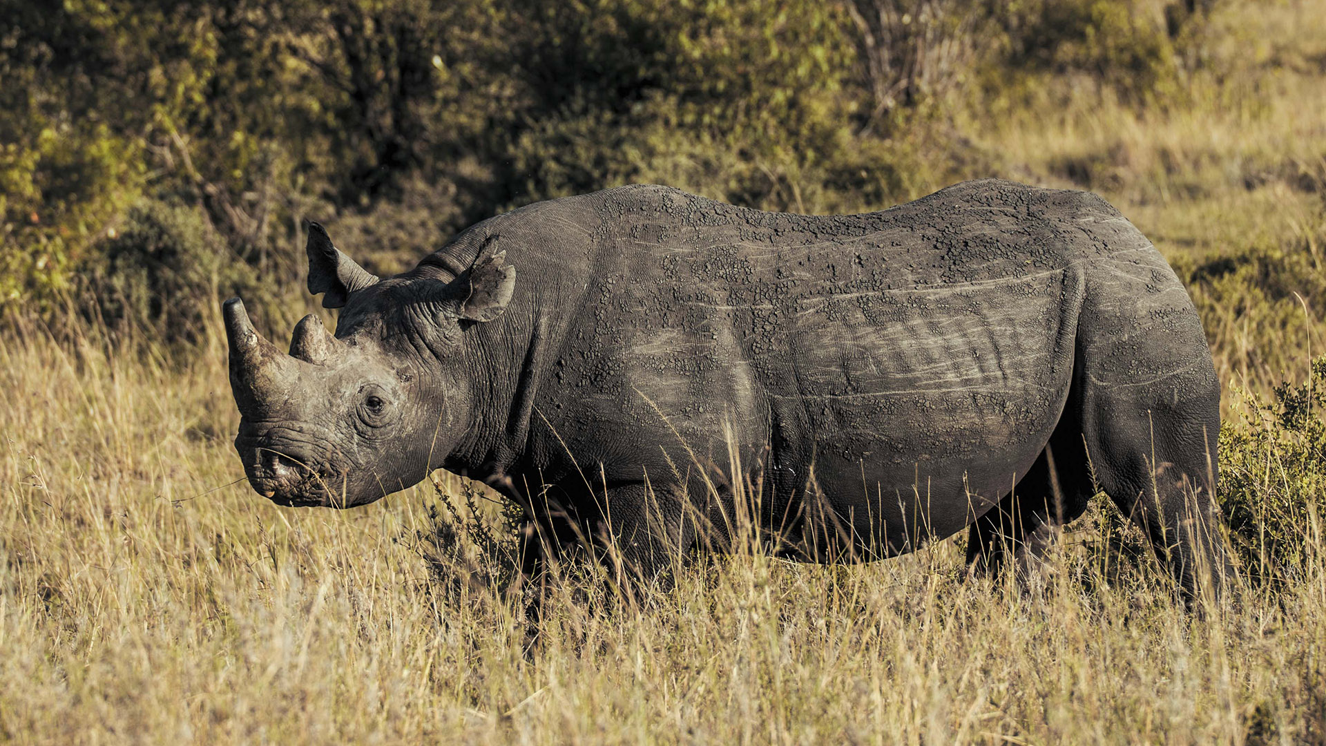 Black rhinoceros standing in tall golden grass on the Masai Mara plains