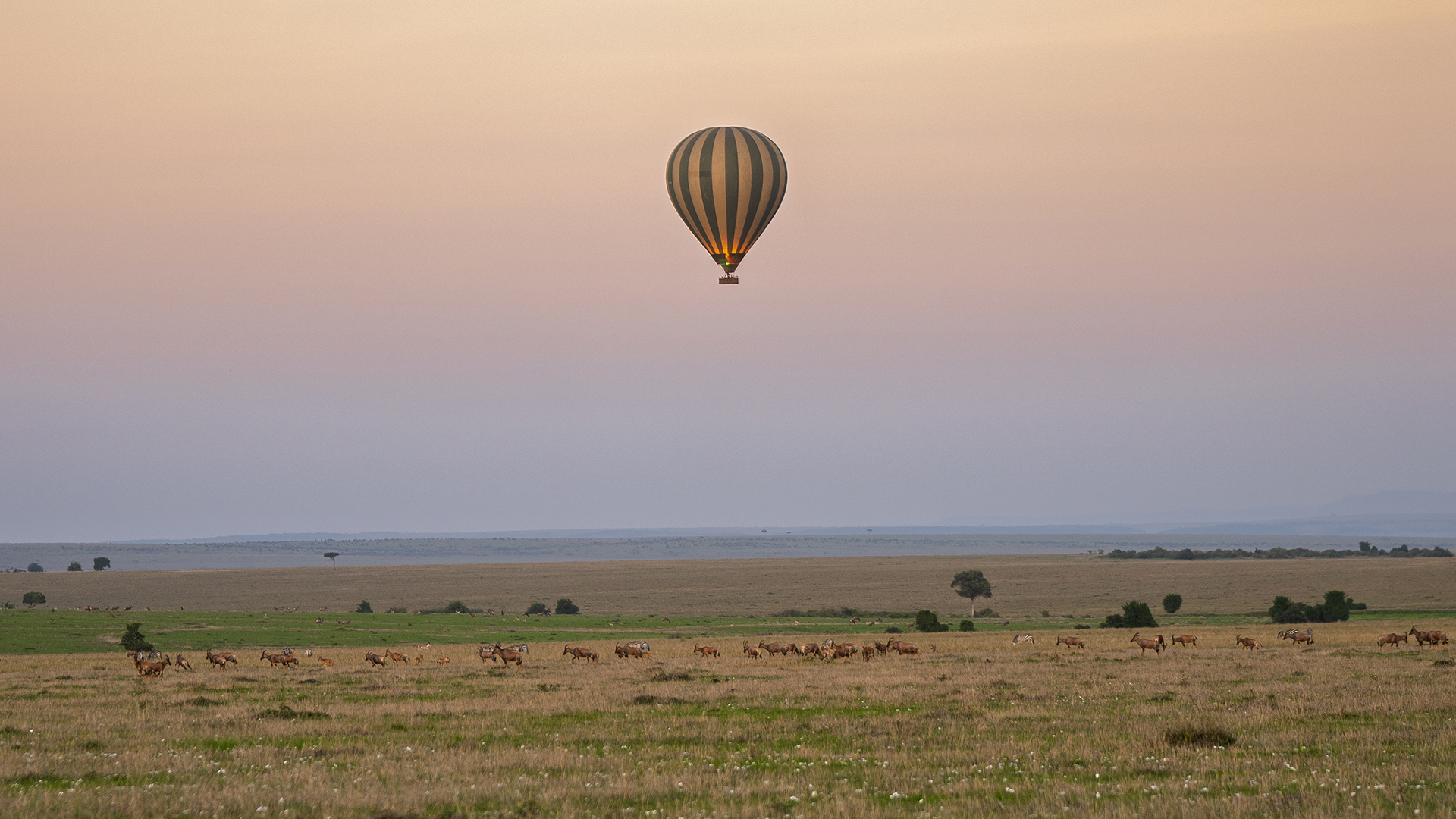 Hot air balloon drifting over wildlife herds on the Masai Mara savanna at sunrise