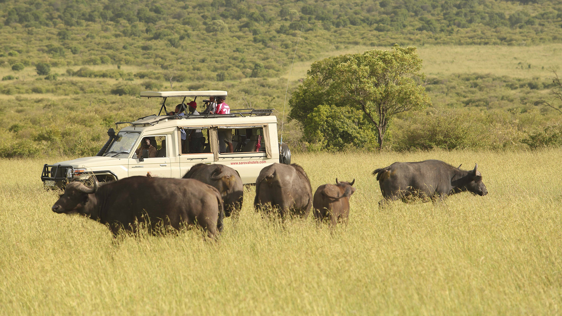 Guests in a pop-top safari Land Cruiser watching Cape buffalo on a Masai Mara game drive