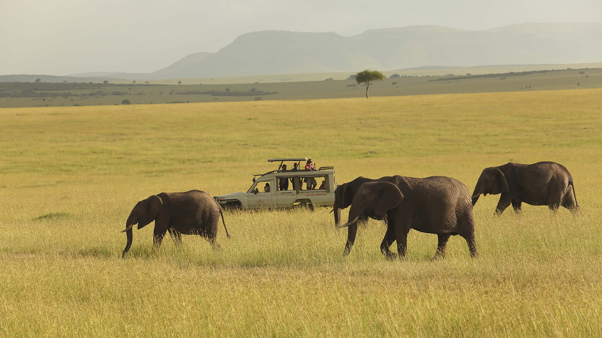 African elephant family walking the golden Masai Mara grasslands with a safari vehicle nearby