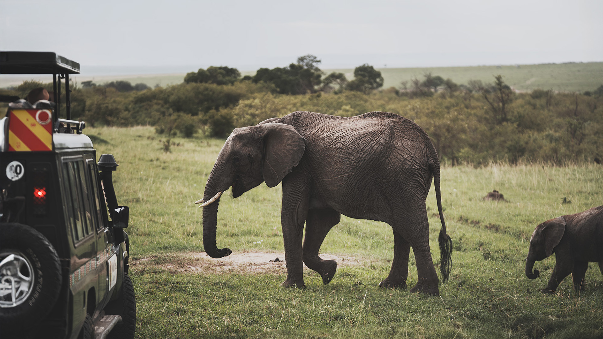 Adult African elephant and calf viewed from a safari vehicle on the Masai Mara plains