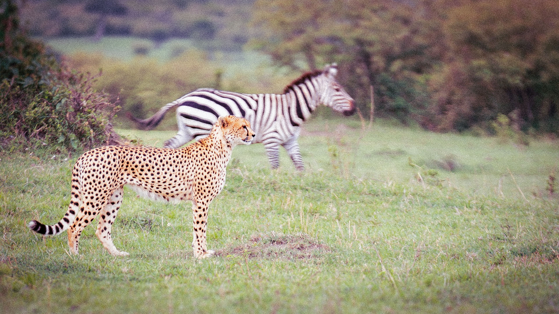 Cheetah standing alert in green Masai Mara grass with a zebra walking behind
