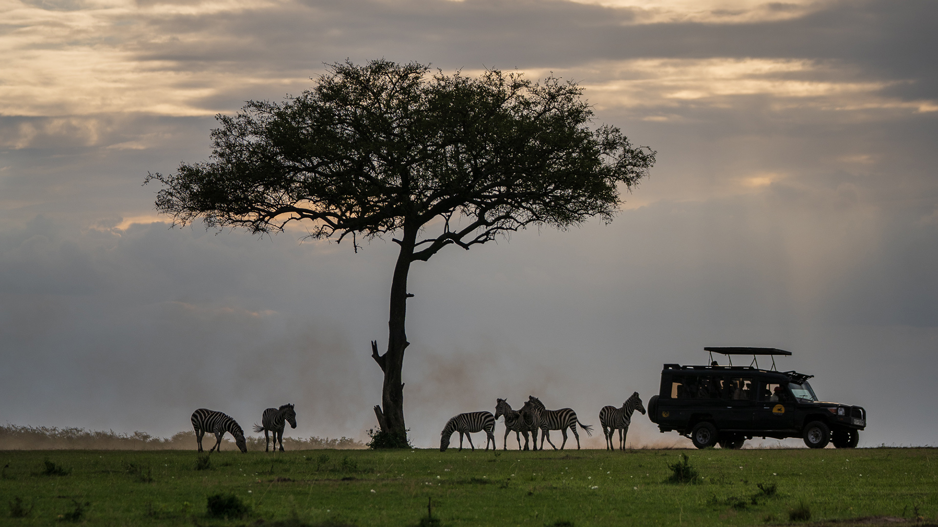 Silhouetted acacia tree and zebras beside a safari vehicle at sunset in the Masai Mara