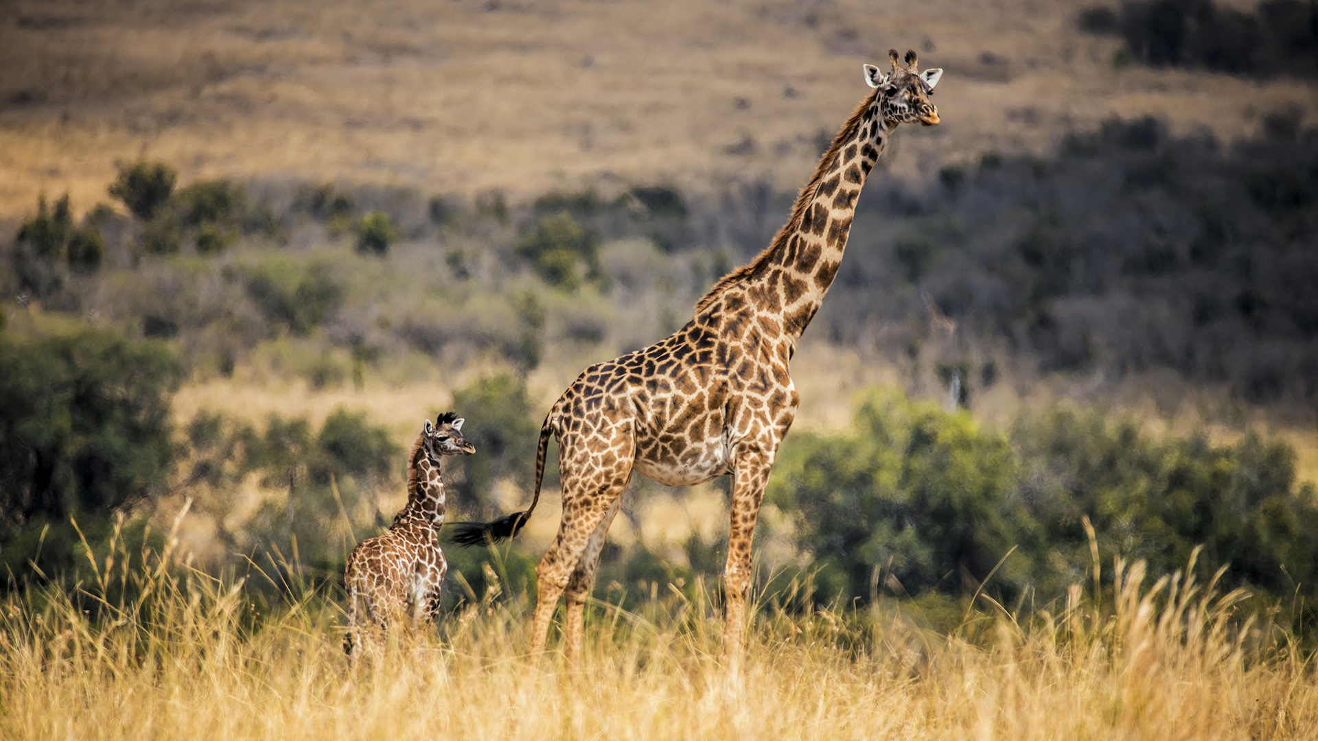 Adult Masai giraffe and calf standing in tall golden savanna grass