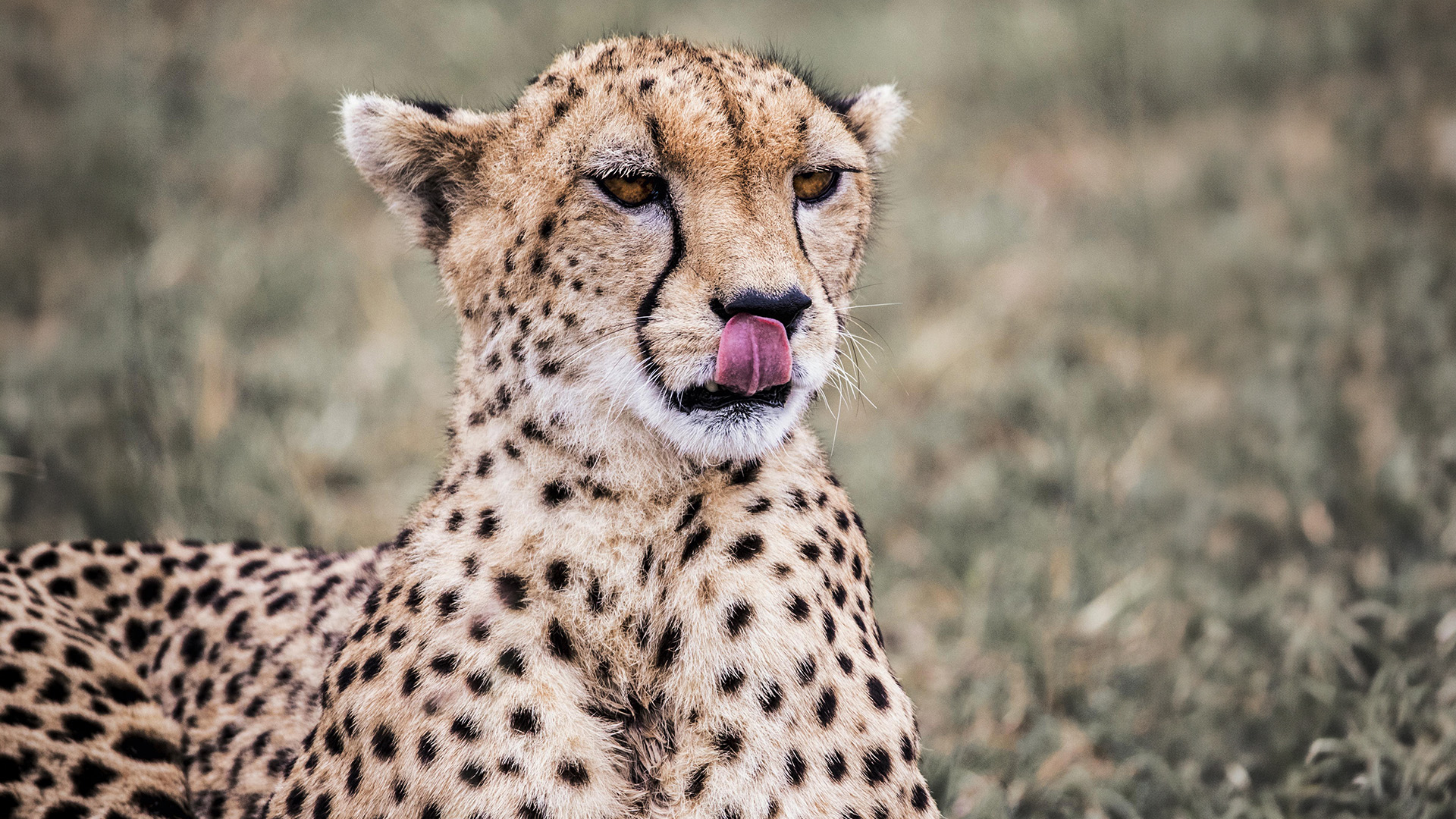 Close-up of a spotted cheetah licking its nose in tall Masai Mara grass