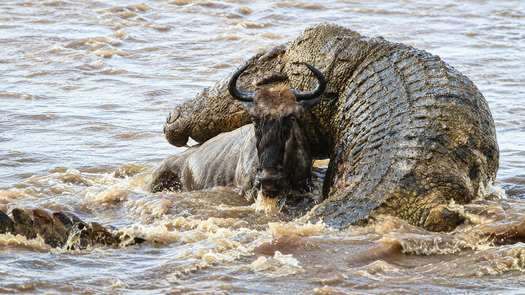 Wildebeest herds on the Masai Mara plains during the annual migration
