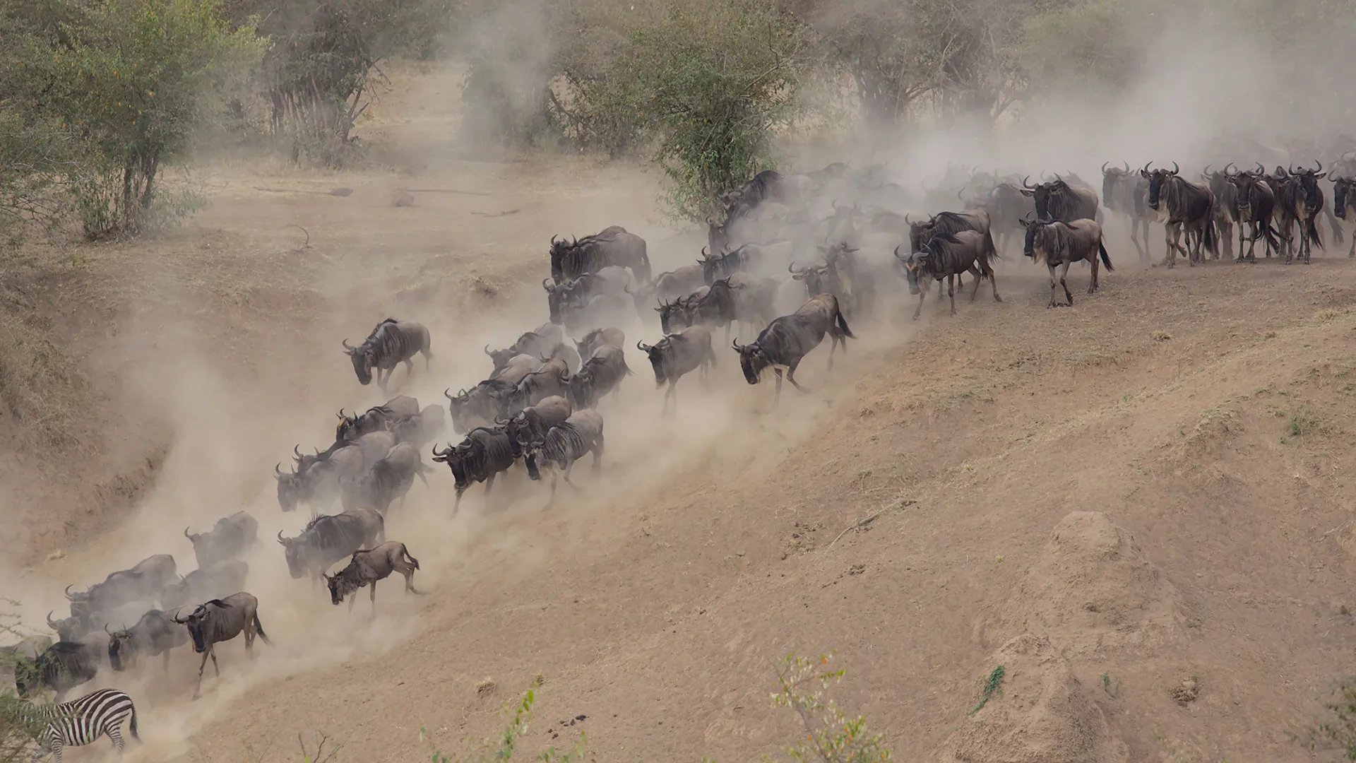 Wildebeest migration across the Masai Mara grasslands