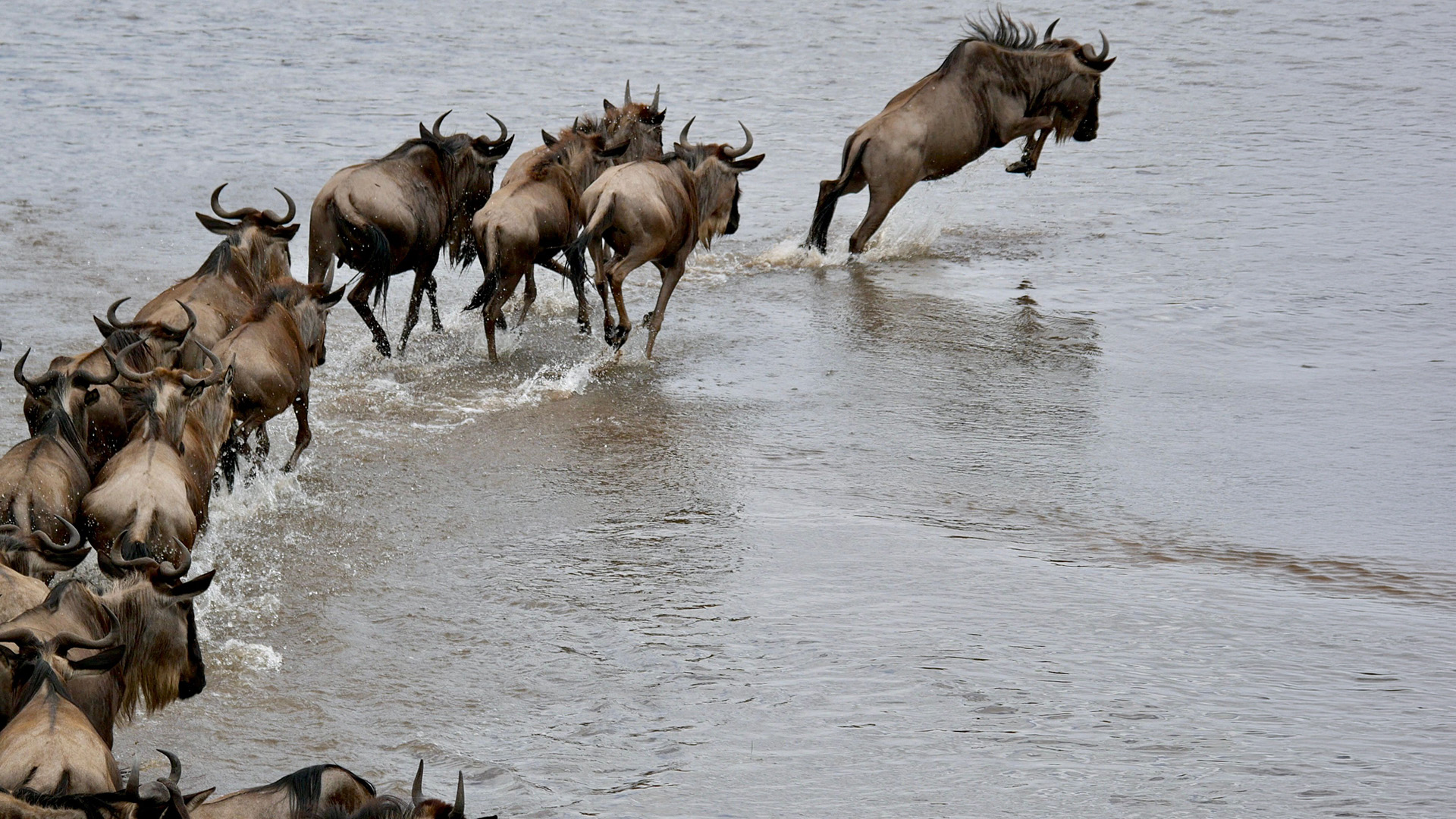 Migrating wildebeest on Kenya's Masai Mara reserve