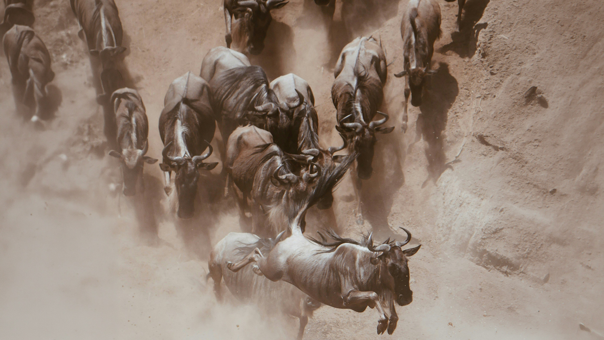 Wildebeest and plains wildlife during migration season in the Masai Mara