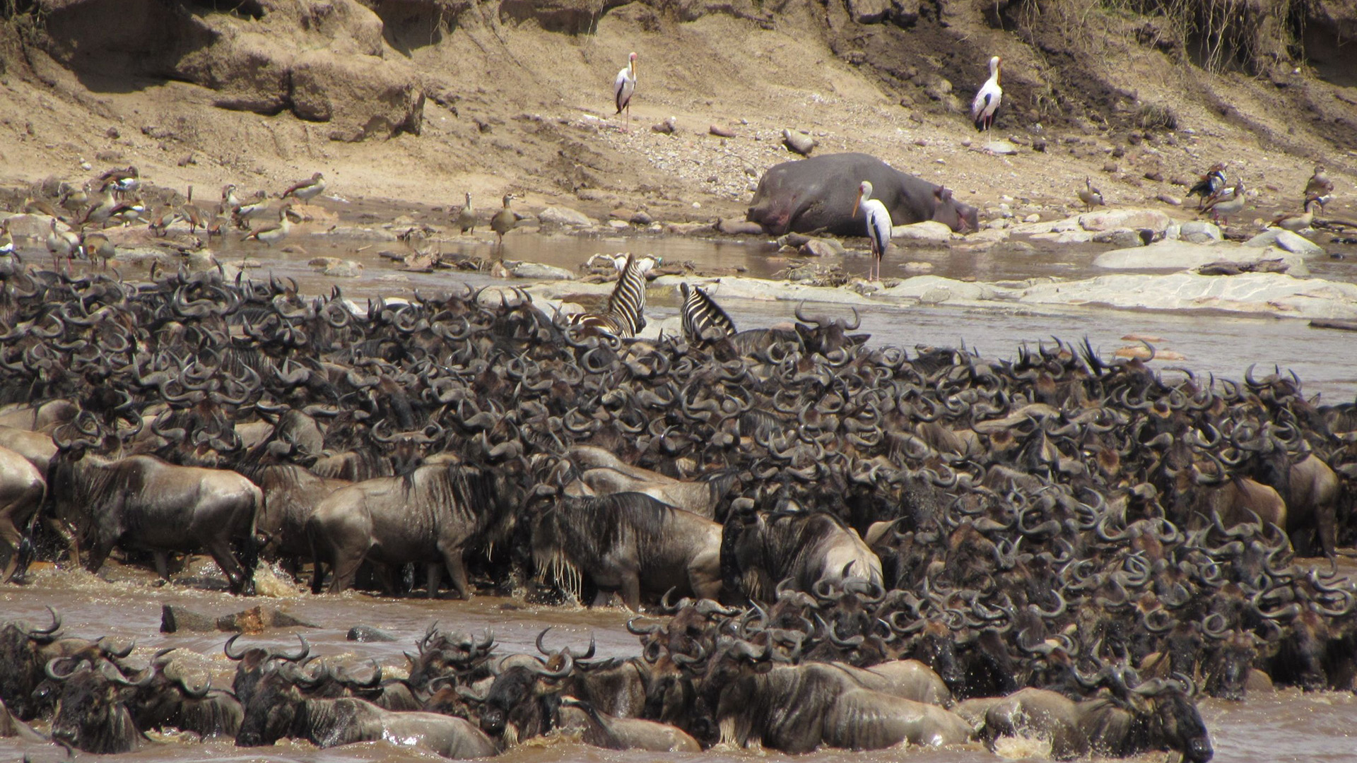 Dense wildebeest herds moving through the Masai Mara