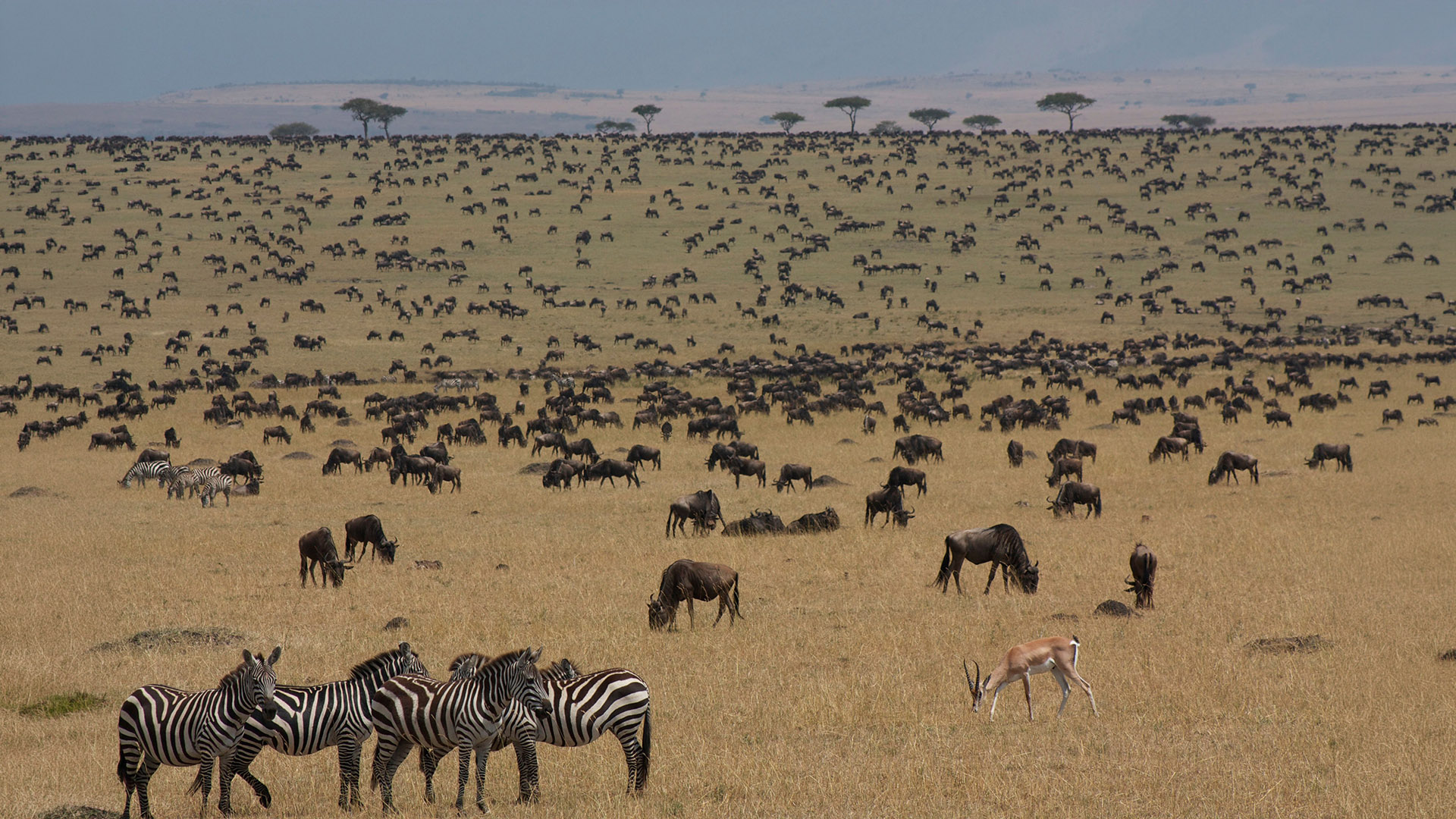 Wildebeest crossing open savanna during the great migration