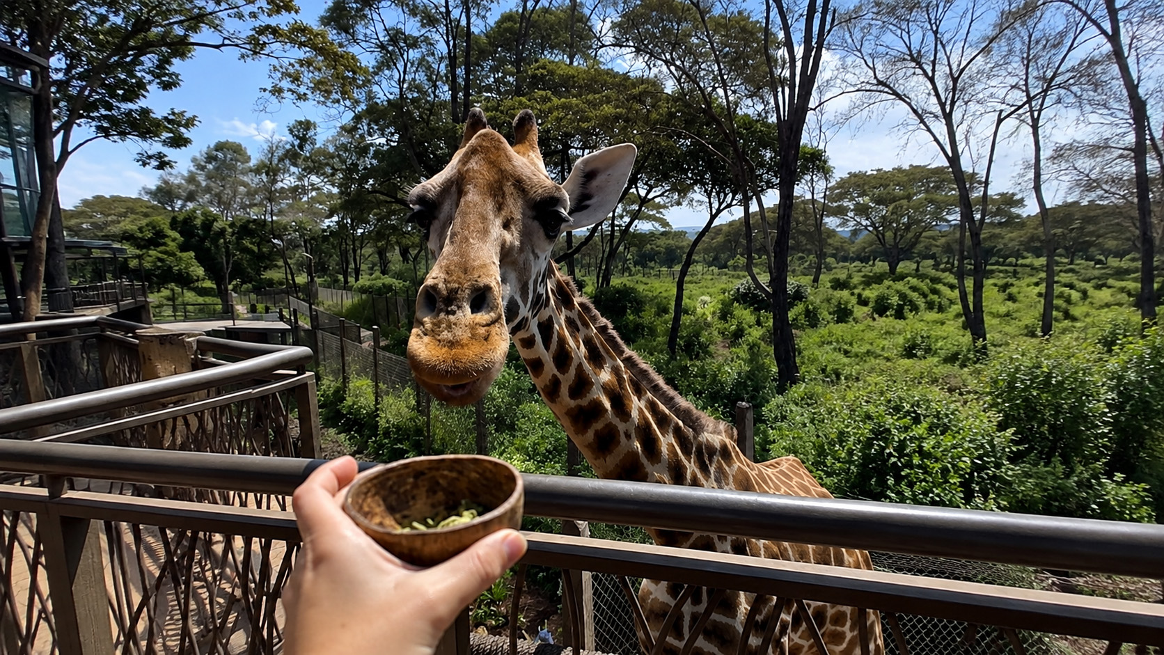 Hand-feeding a Rothschild giraffe from a balcony at the Giraffe Centre, Nairobi