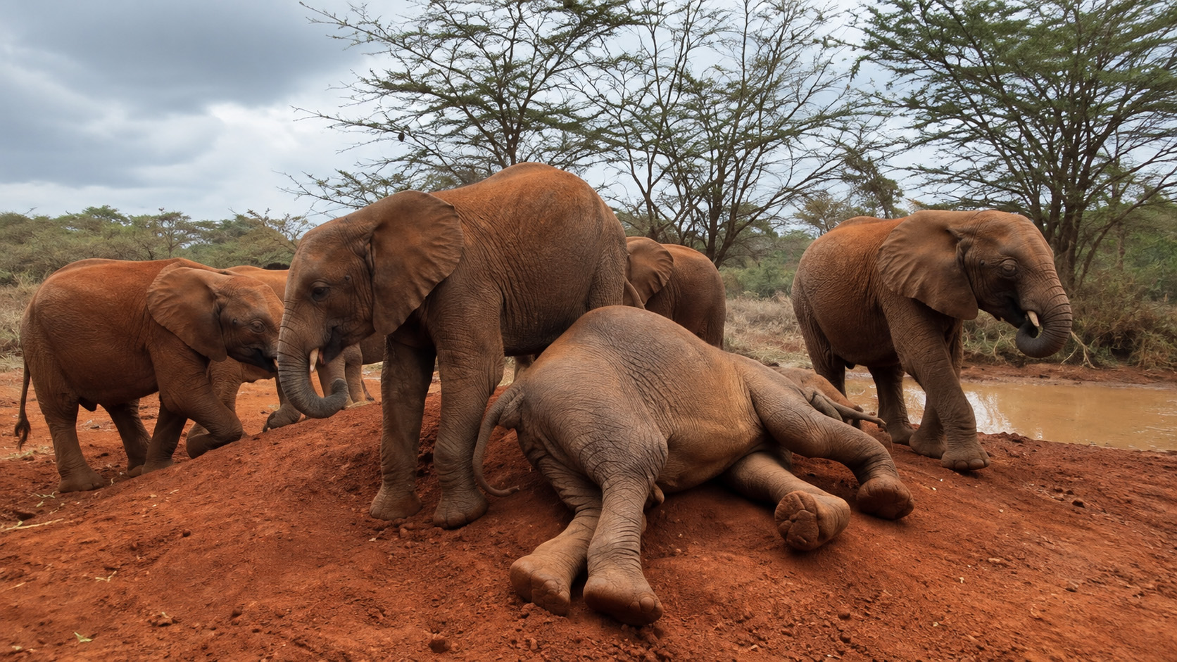 Young elephants playing in red dust at a Nairobi elephant sanctuary