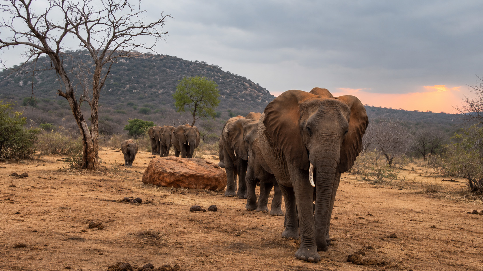 African elephant herd walking across dry scrubland near Nairobi at dusk