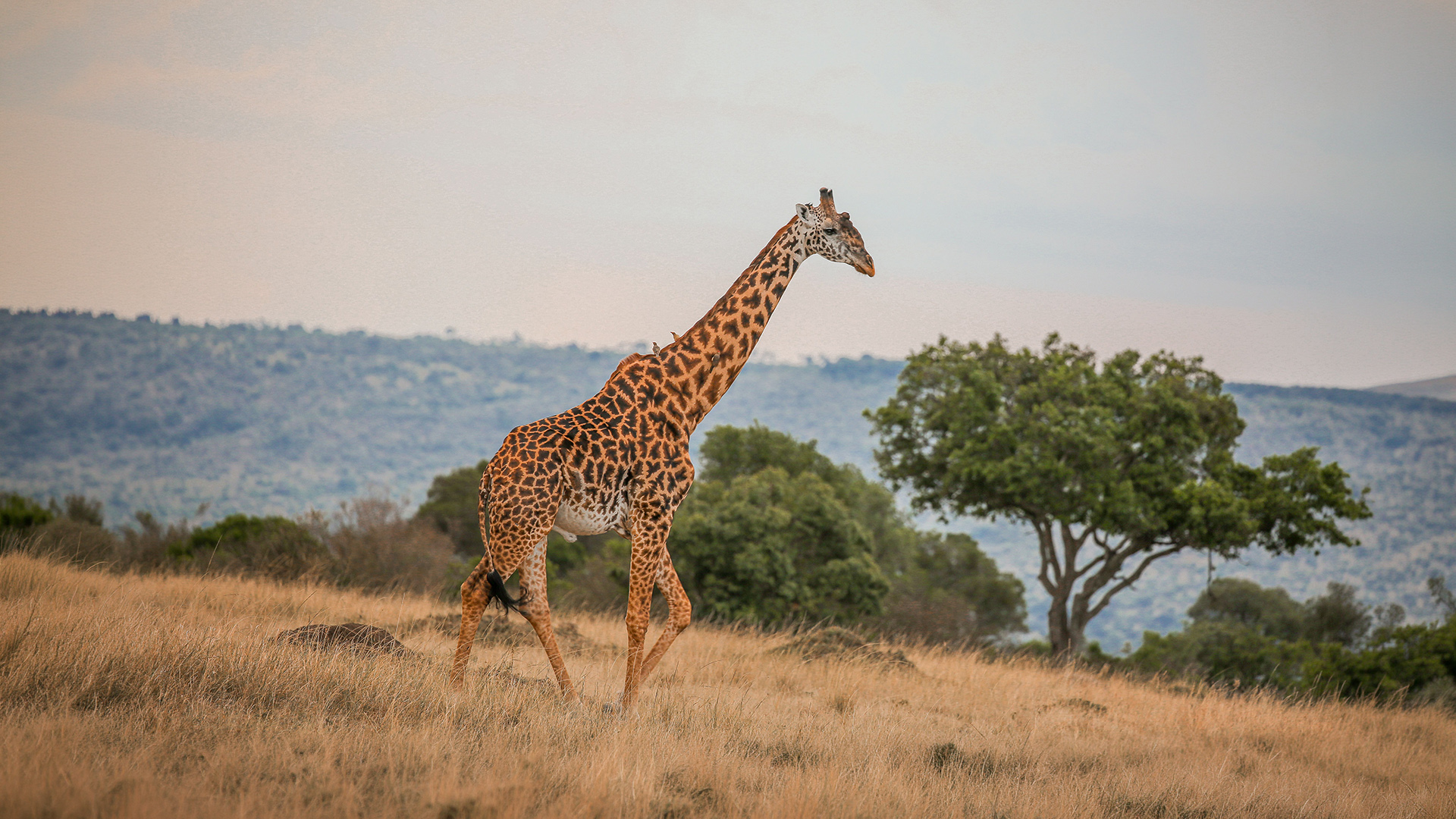 Safari vehicle on the savanna at golden hour — ready to start your Kenya journey