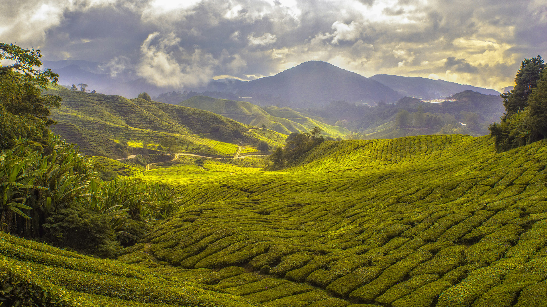 Rolling green tea plantation hills under a cloudy sky in the Malaysian highlands