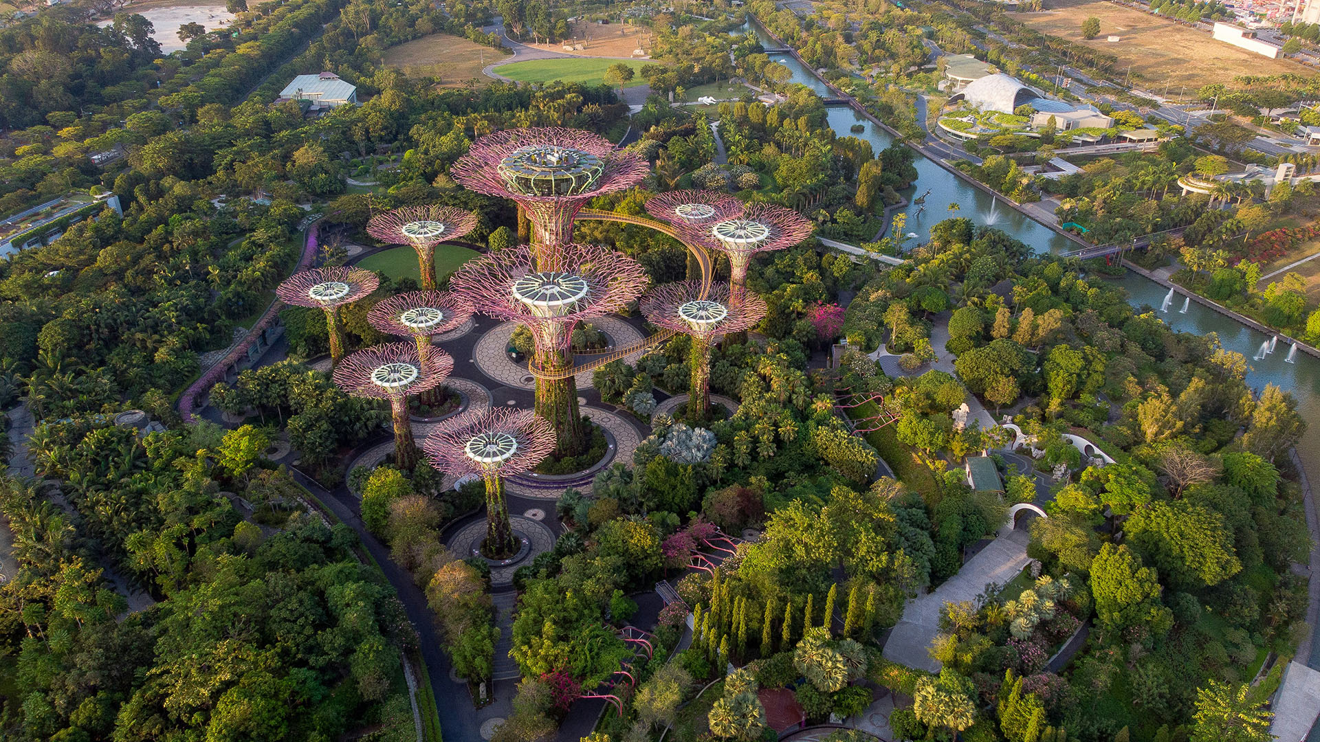 Aerial view of Supertree Grove at Gardens by the Bay in warm golden light