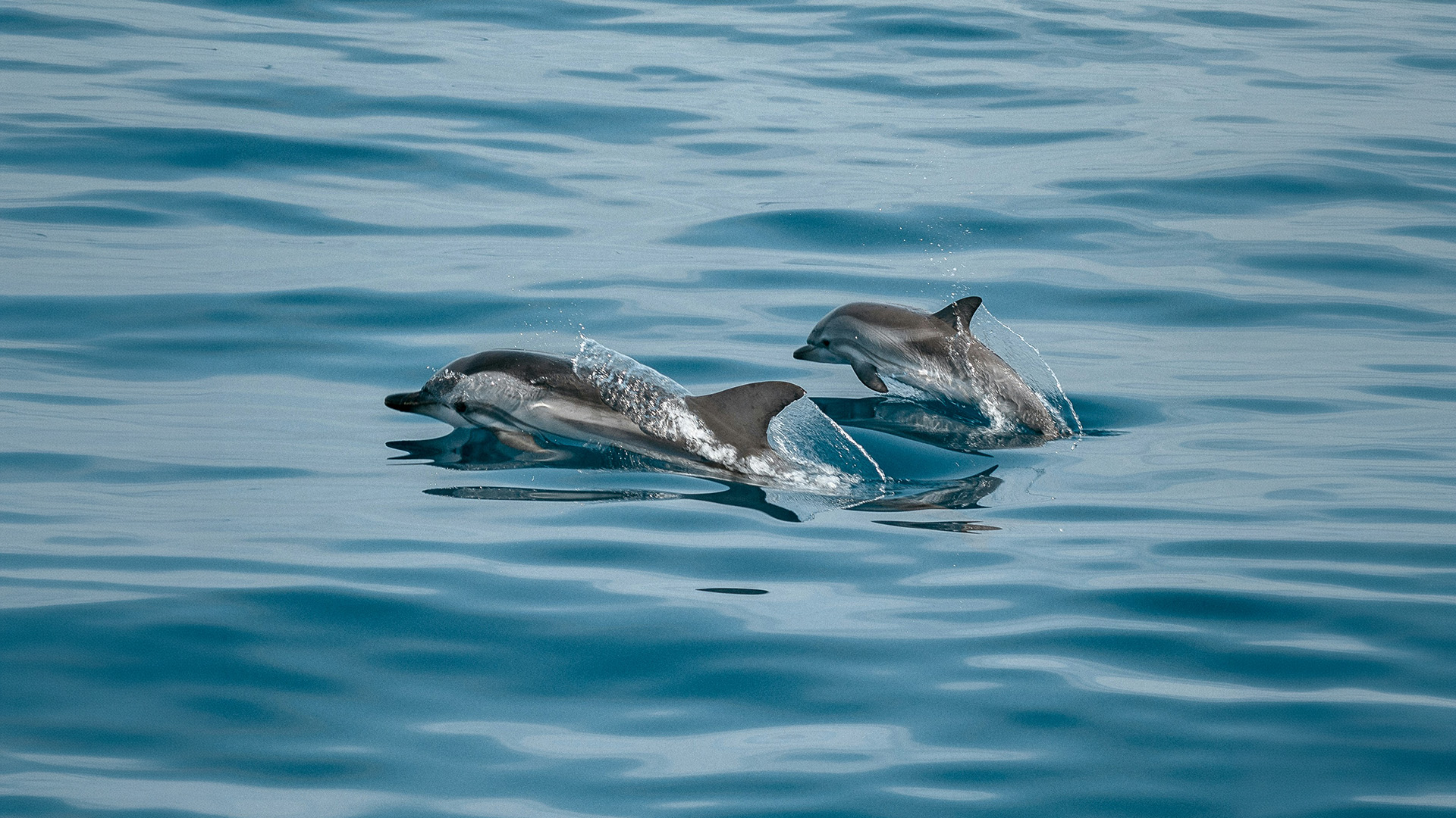 Two dolphins leaping through deep blue ocean waters near Zanzibar