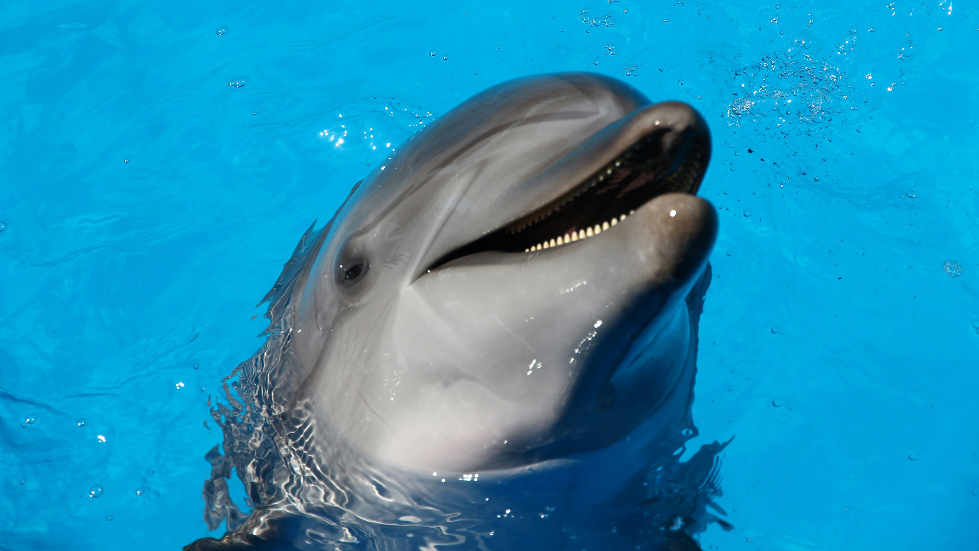 Close-up of a dolphin surfacing in clear blue water