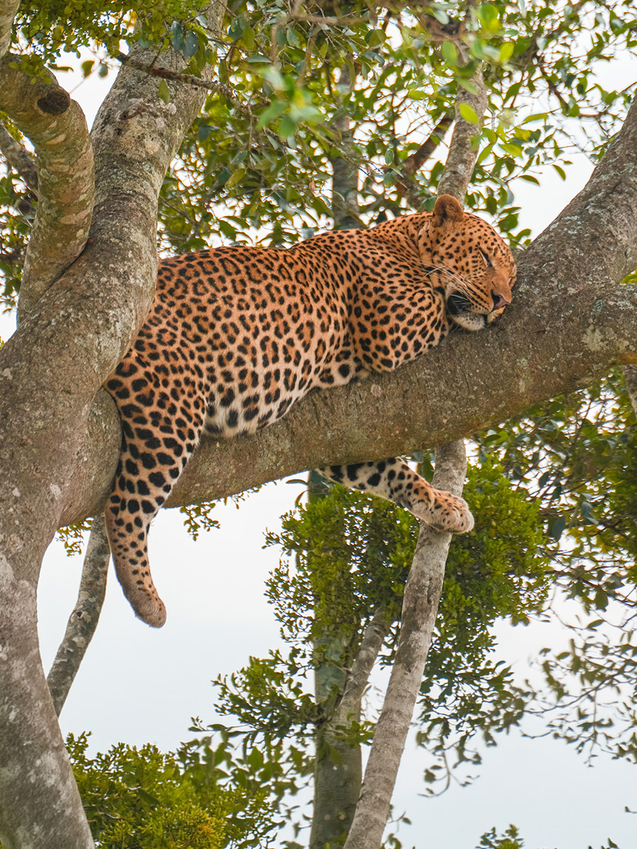 Leopard in tall grass on an African safari