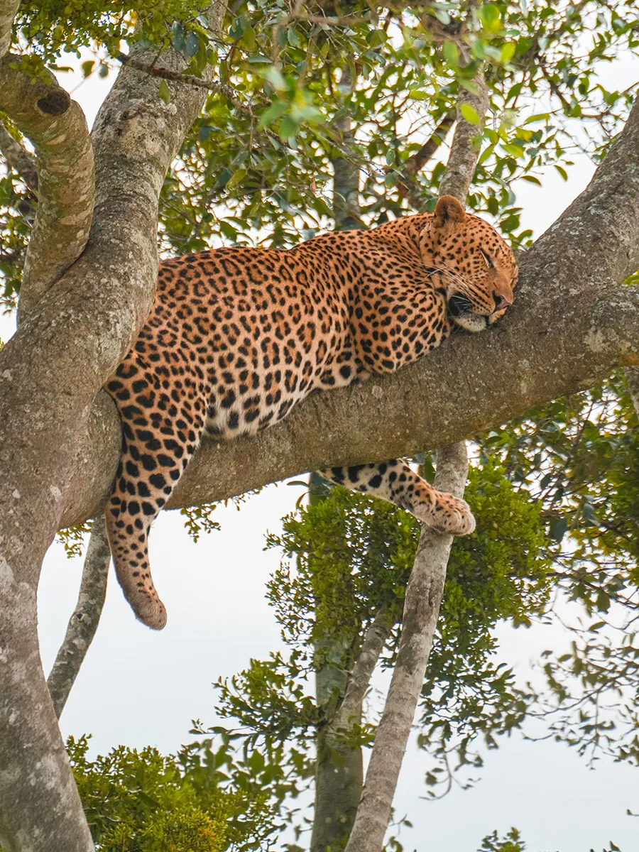 Leopard in tall grass on an African safari